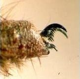 Tarsal claws