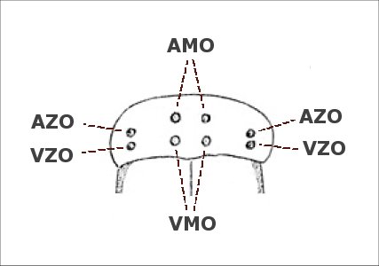 Spinnenogen