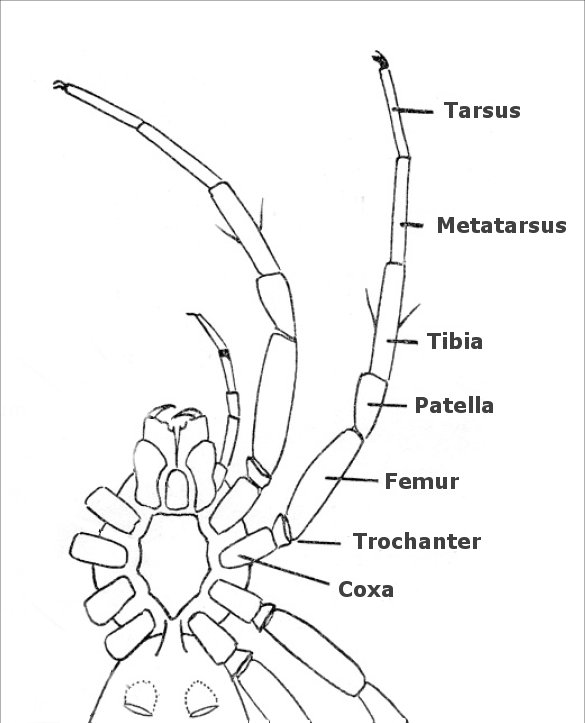 Tars