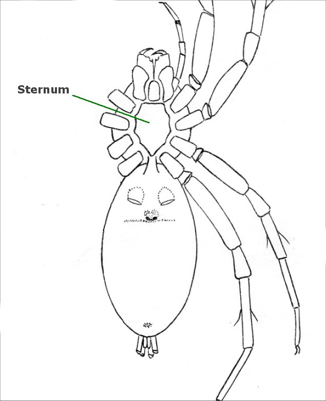 Sternum