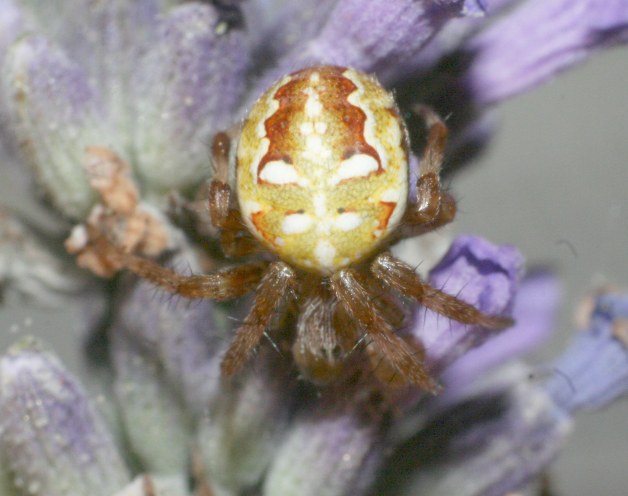 Araneus 