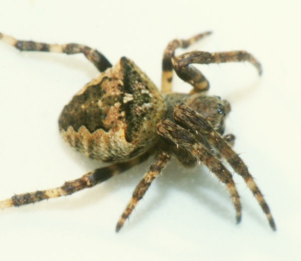 Araneus 