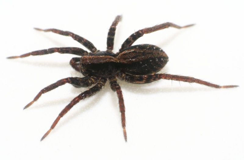 Alopecosa pulverulenta