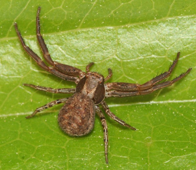 Xysticus ferrugineus