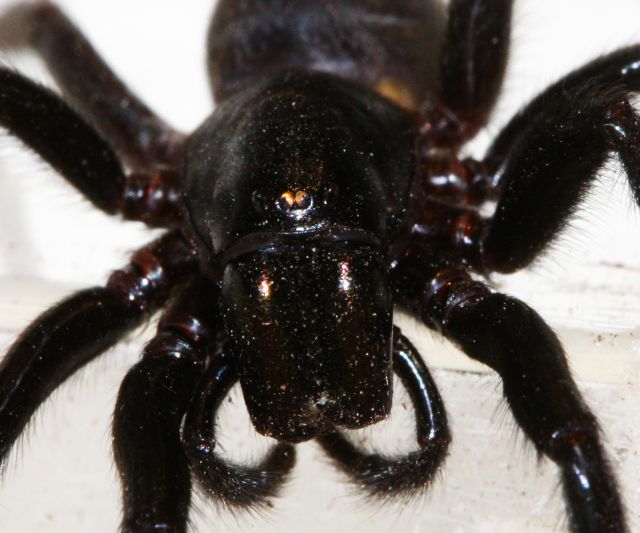 Segestria florentina