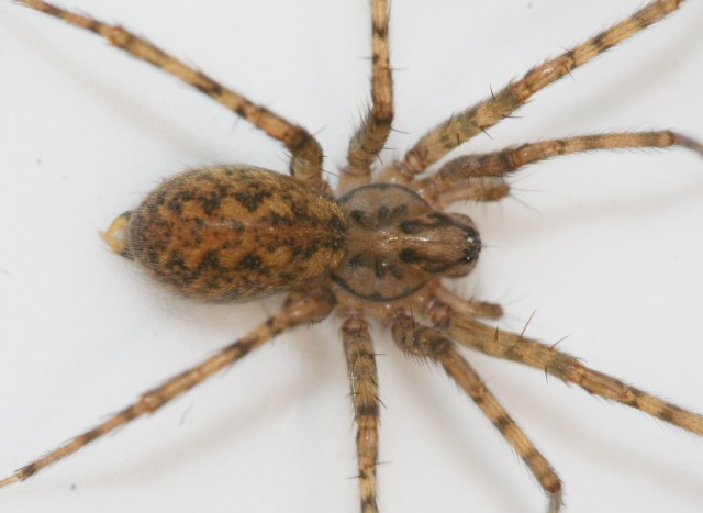 Tegenaria silvestris