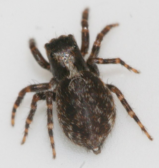 Pseudeuophrys erratica