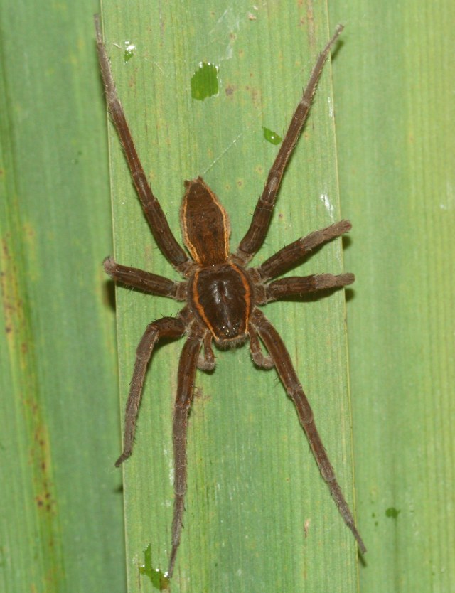 Afbeelding van Dolomedes plantarius