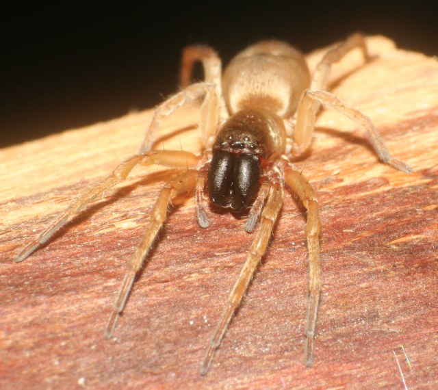 Afbeelding van Clubiona phragmitis: volwassen vrouw