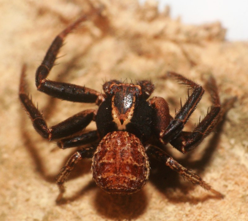 Xysticus ferrugineus