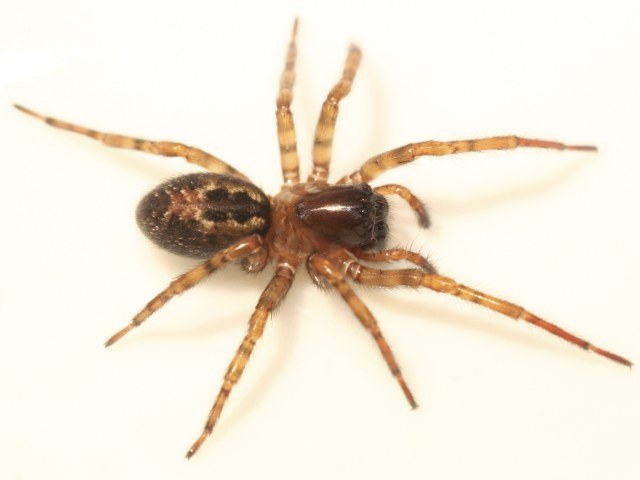 Amaurobius fenestralis