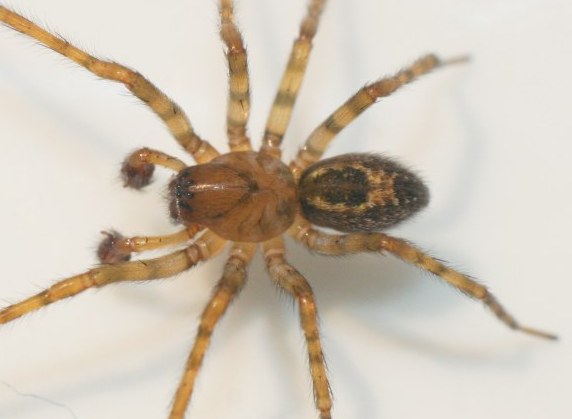 Amaurobius fenestralis