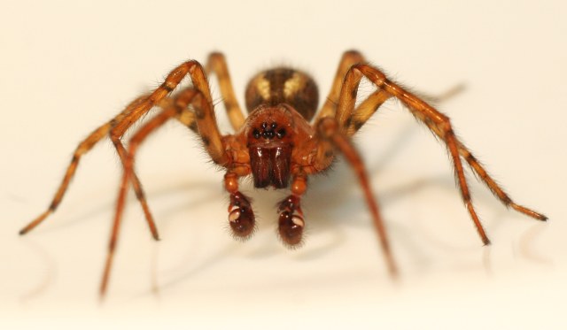 Amaurobius fenestralis