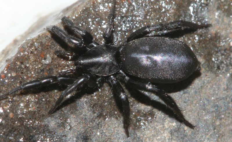Zelotes petrensis