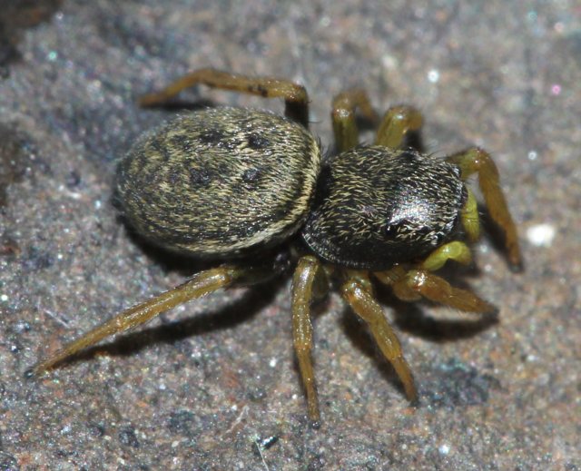Heliophanus flavipes