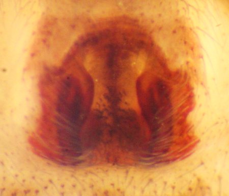 Philodromus aureolus