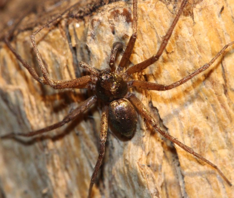 Image of Philodromus collinus: adult male