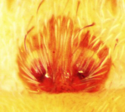 Xerolycosa nemoralis