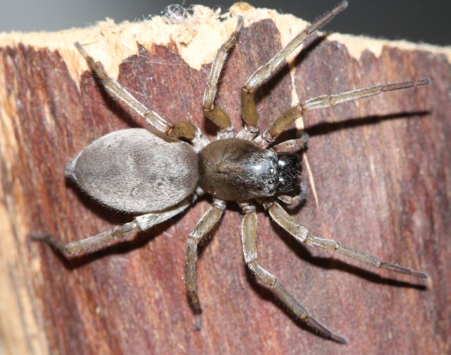 Image of Clubiona pallidula: volwassen vrouw