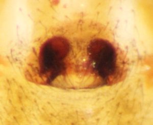 Walckenaeria atrotibialis