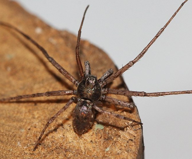 Philodromus aureolus