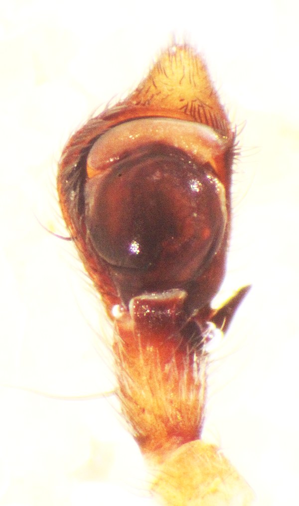 Philodromus aureolus