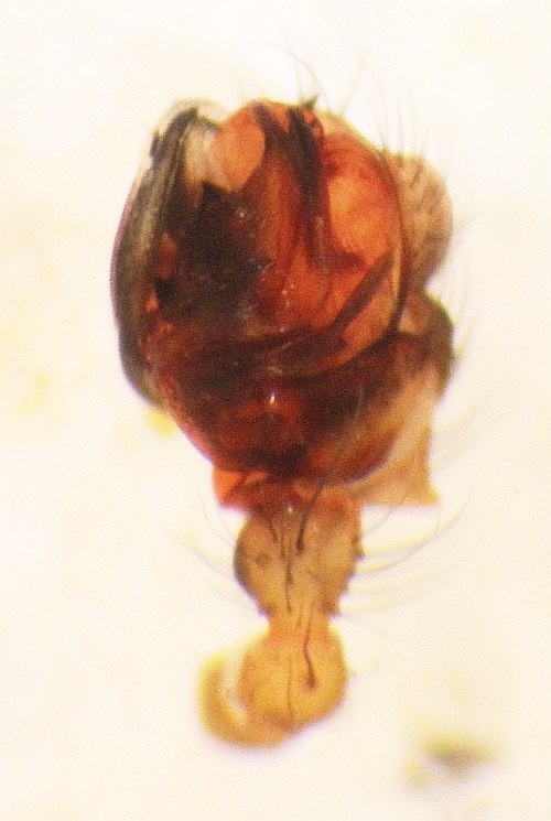 Lepthyphantes leprosus