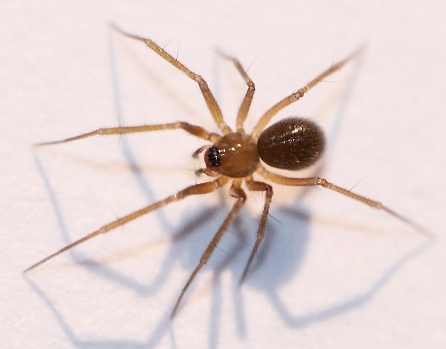 Image of Palliduphantes sp.: adult female