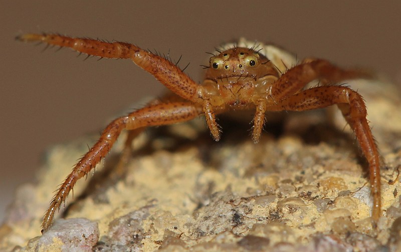 Xysticus erraticus