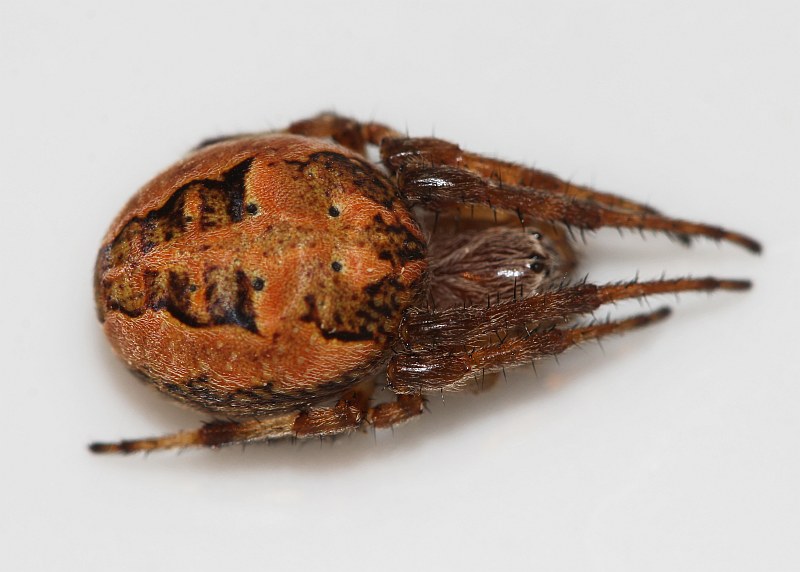 Larinioides cornutus