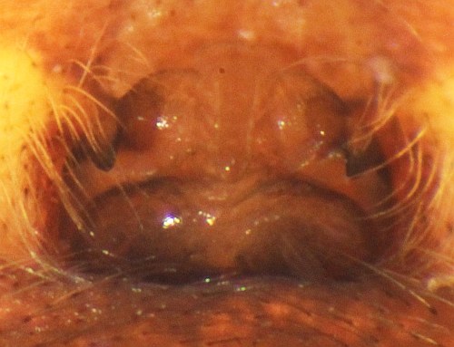 Larinioides cornutus