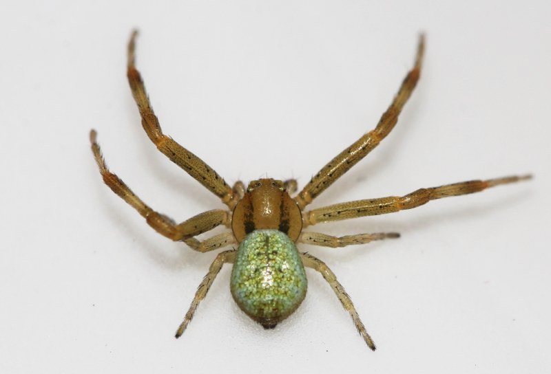 Ebrechtella tricuspidata