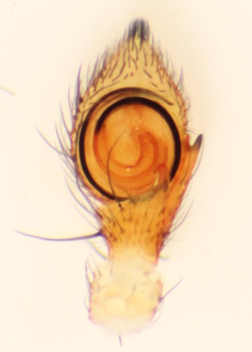 Ebrechtella tricuspidata