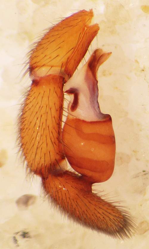 Image of Dysdera crocata: palp
