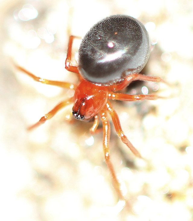 Hypomma bituberculatum