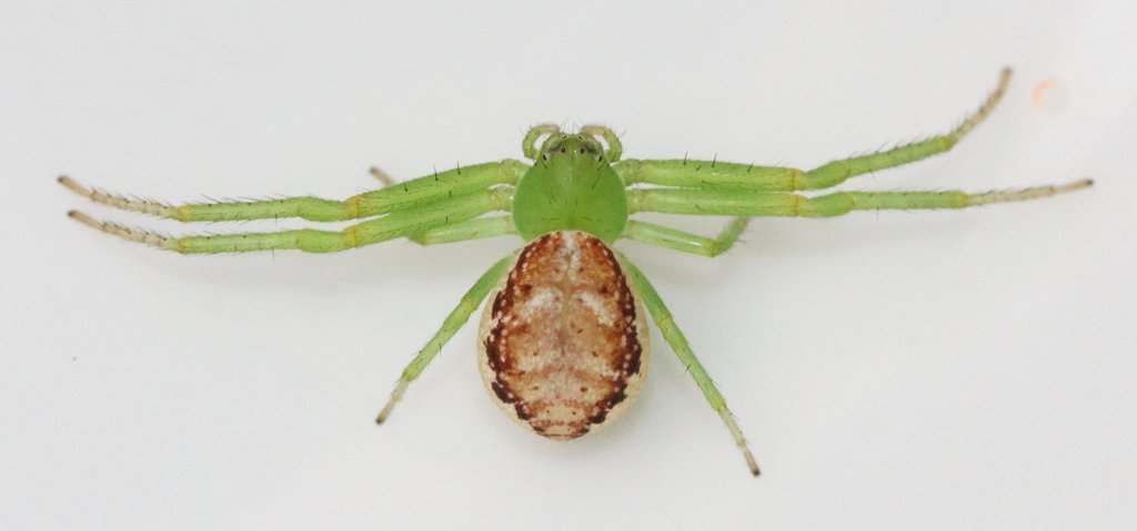 Diaea dorsata