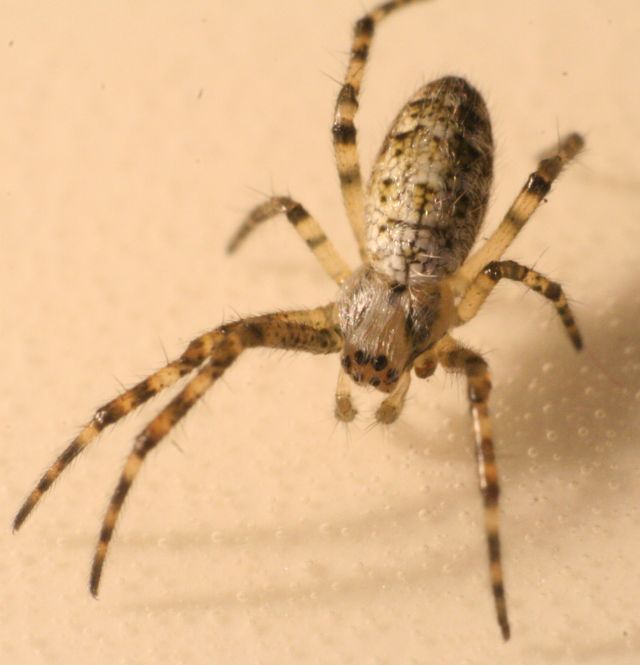 Argiope bruennichi