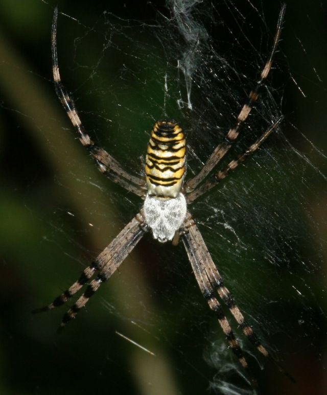 Argiope bruennichi