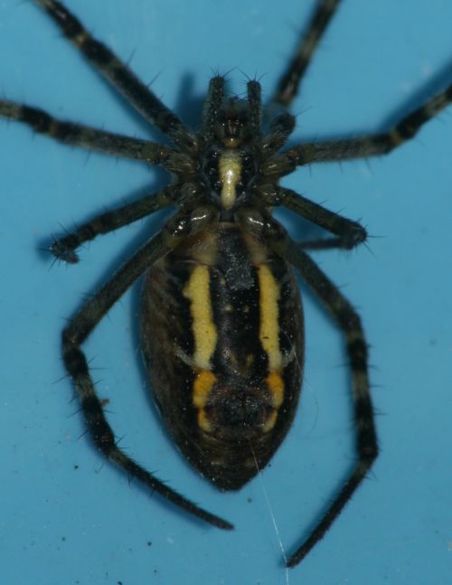Argiope bruennichi