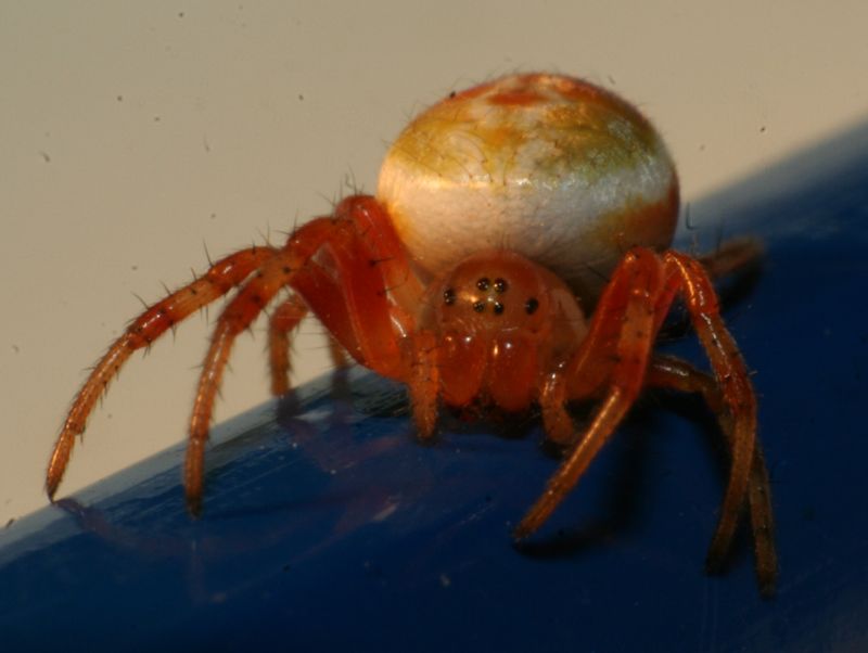 Image of Araniella displicata: female