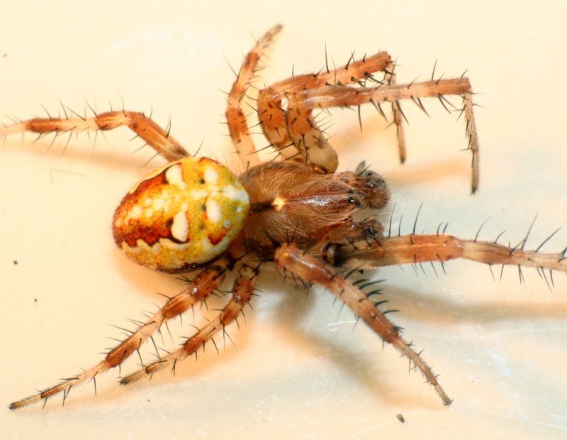 Araneus quadratus