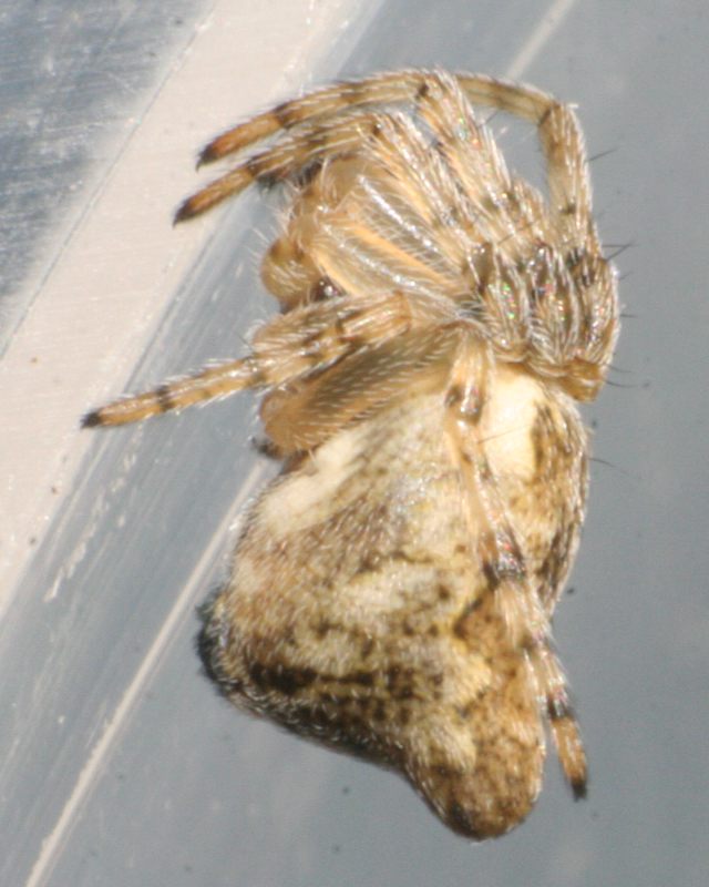 Cyclosa conica