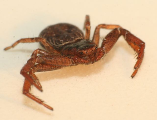 Coriarachne depressa