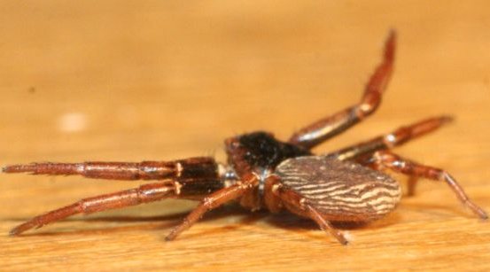 Coriarachne depressa