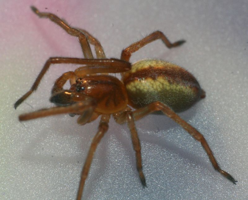 Cheiracanthium erraticum