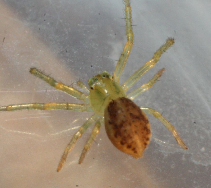 Diaea dorsata