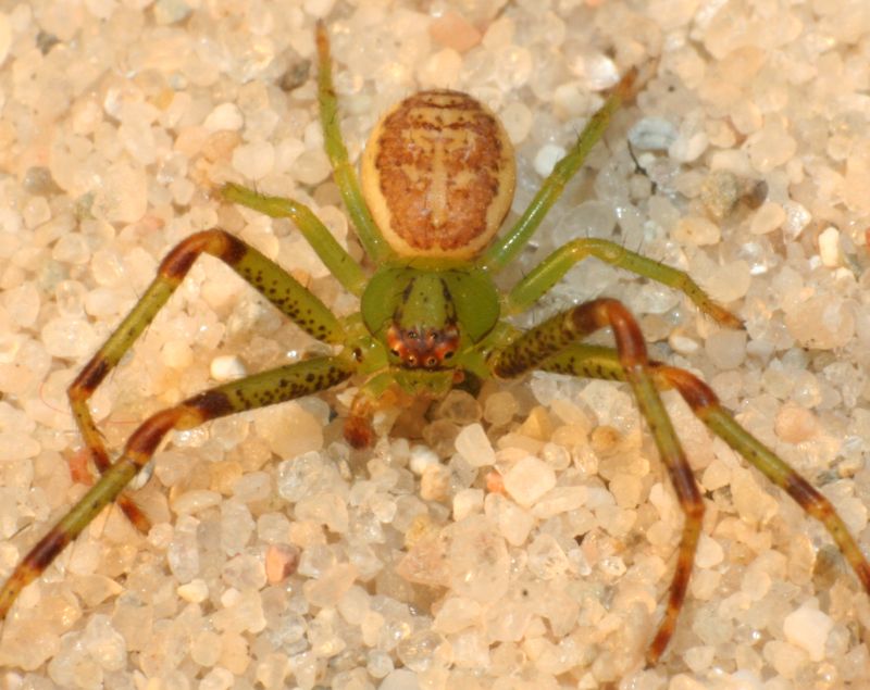 Diaea dorsata