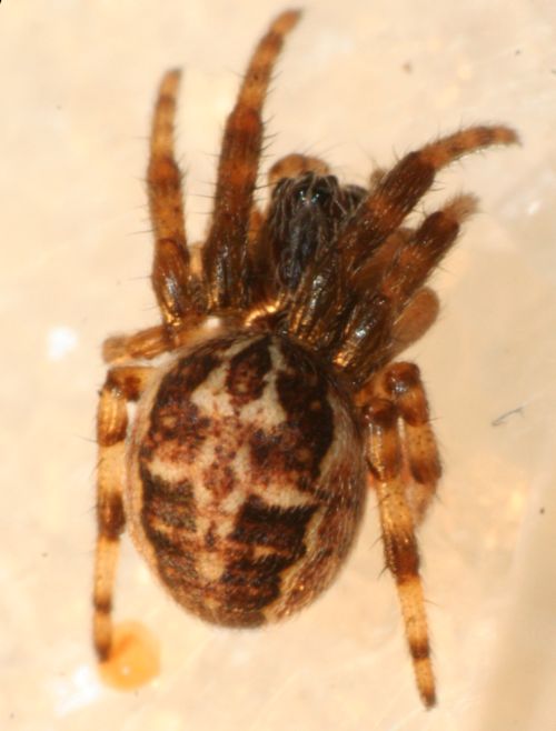 Larinioides cornutus