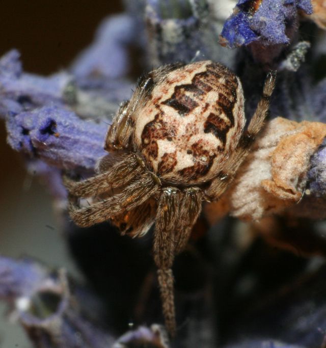 Larinioides cornutus