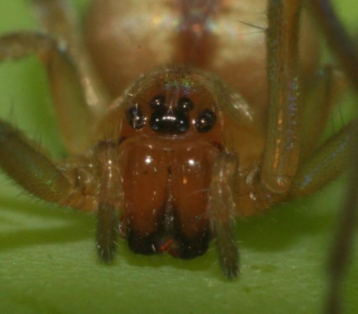 Cheiracanthium erraticum